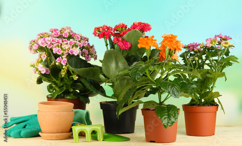 Beautiful flowers in pots on wooden table on natural background