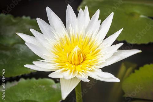 White lotus