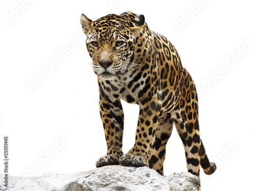 Fotografiet leopard on the rock