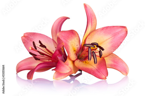 Fototapeta Naklejka Na Ścianę i Meble -  Lily Flowers