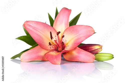 Fototapeta Naklejka Na Ścianę i Meble -  Lily Flower