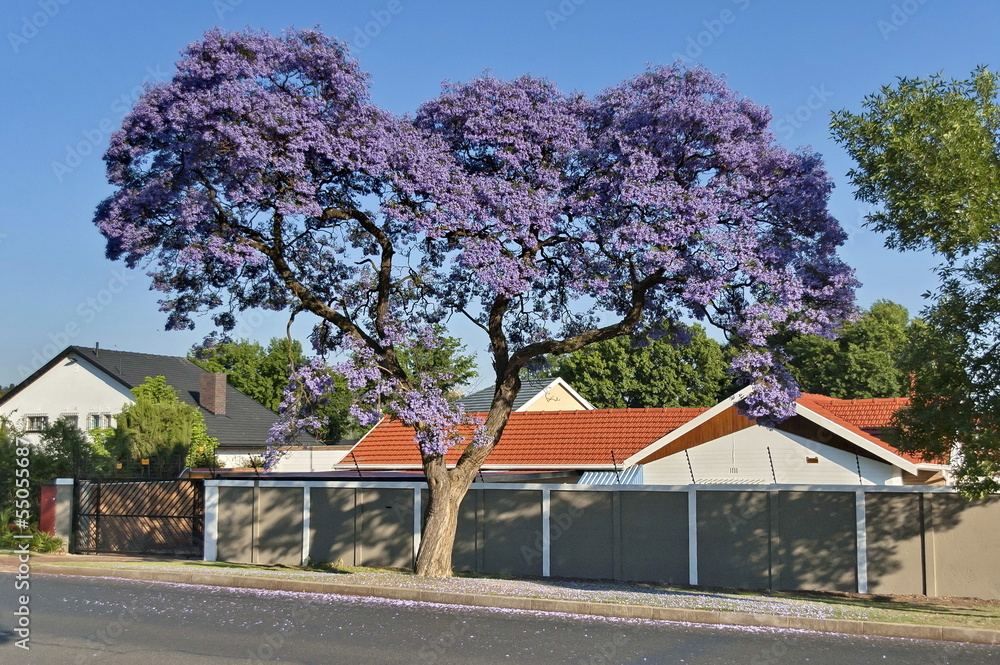 Fototapeta premium Jacaranda blossom in spring