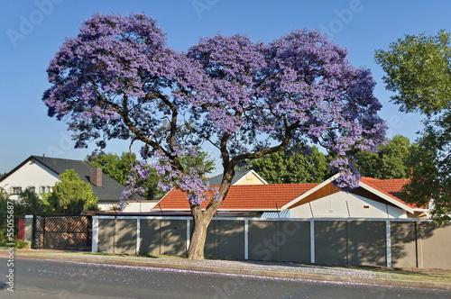 Jacaranda blossom in spring