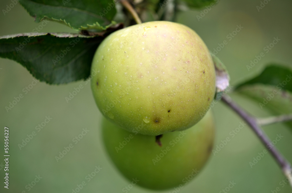 Grüne Apfel