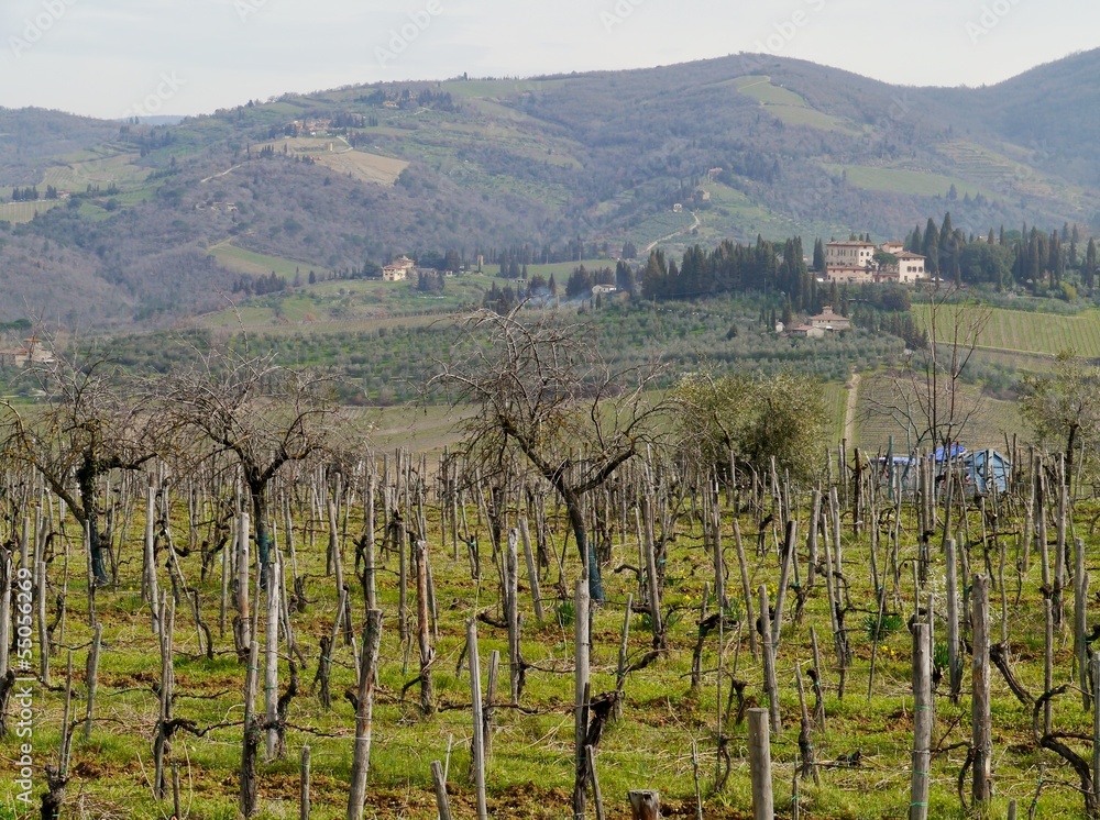 A wine vineyard in spring in Umbrie in Italy A wine vineyard in spring in Umbrie in Italy