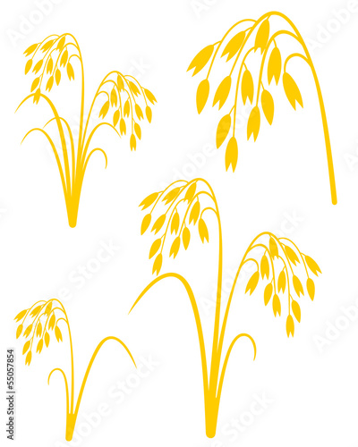 Oat