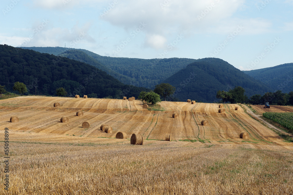 paysage agricole avec collines