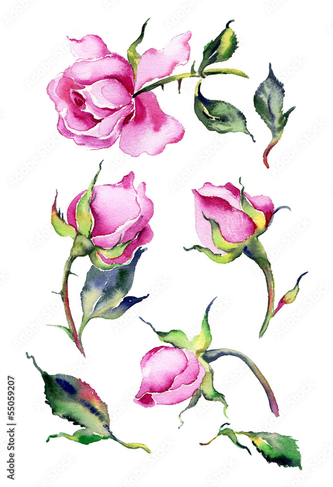 Watercolor pink roses Stock Photo | Adobe Stock