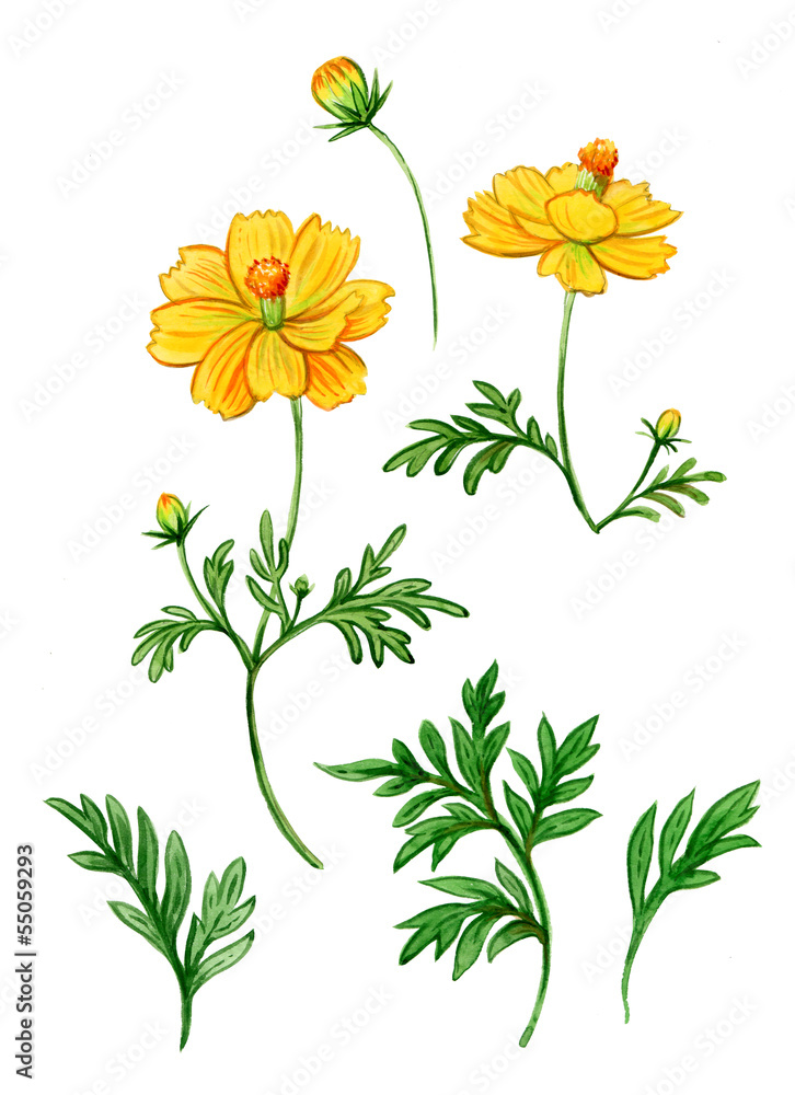 Watercolor yellow kosmeya