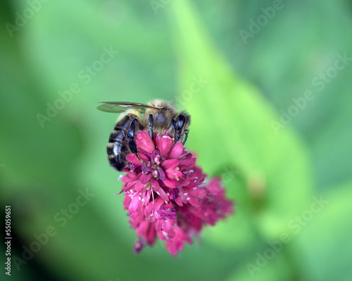 Bee © Pefkos