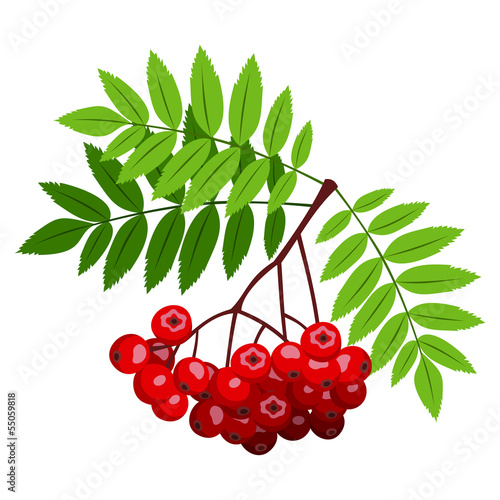 Rowan branch with berries and leaves. Vector illustration.