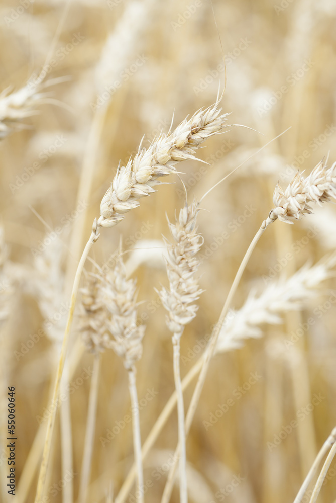 Wheat (Triticum) Crop Ready For Harvest. Wheat (Triticum) Crop Ready For Harvest.