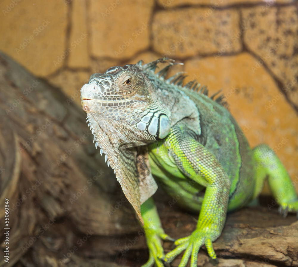 Fototapeta premium green iguana