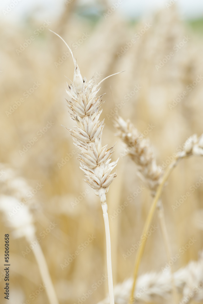 Macro Ripe Ear of Wheat (Triticum) Macro Ripe Ear of Wheat (Triticum)