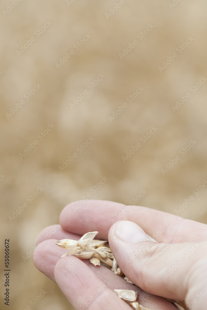 Hand Holding Ripe Wheat (Triticum).