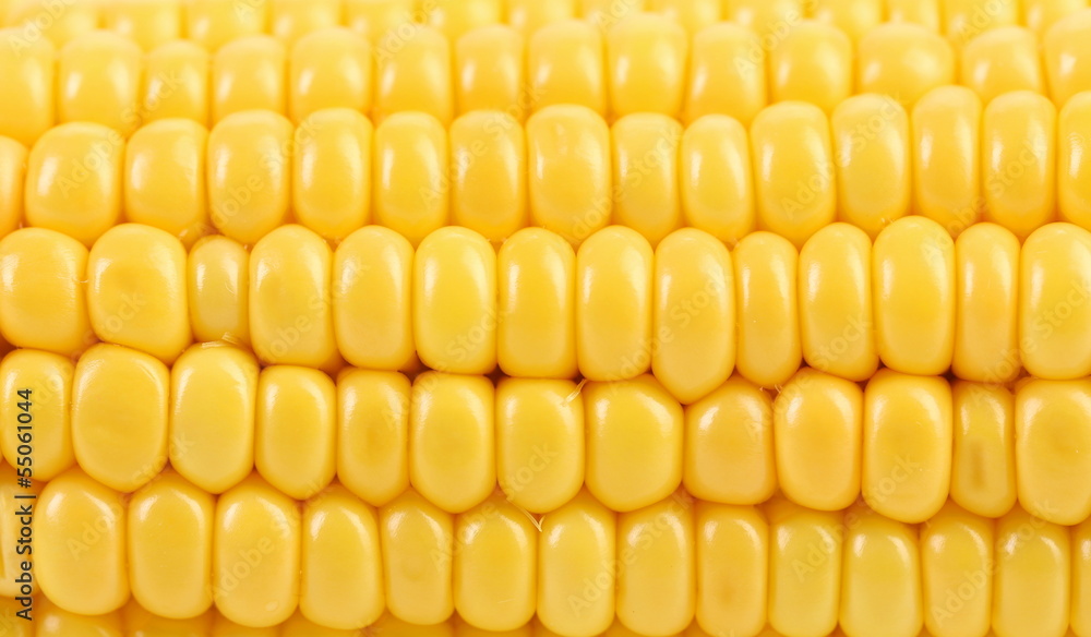 Background of indian corn. Background of indian corn.