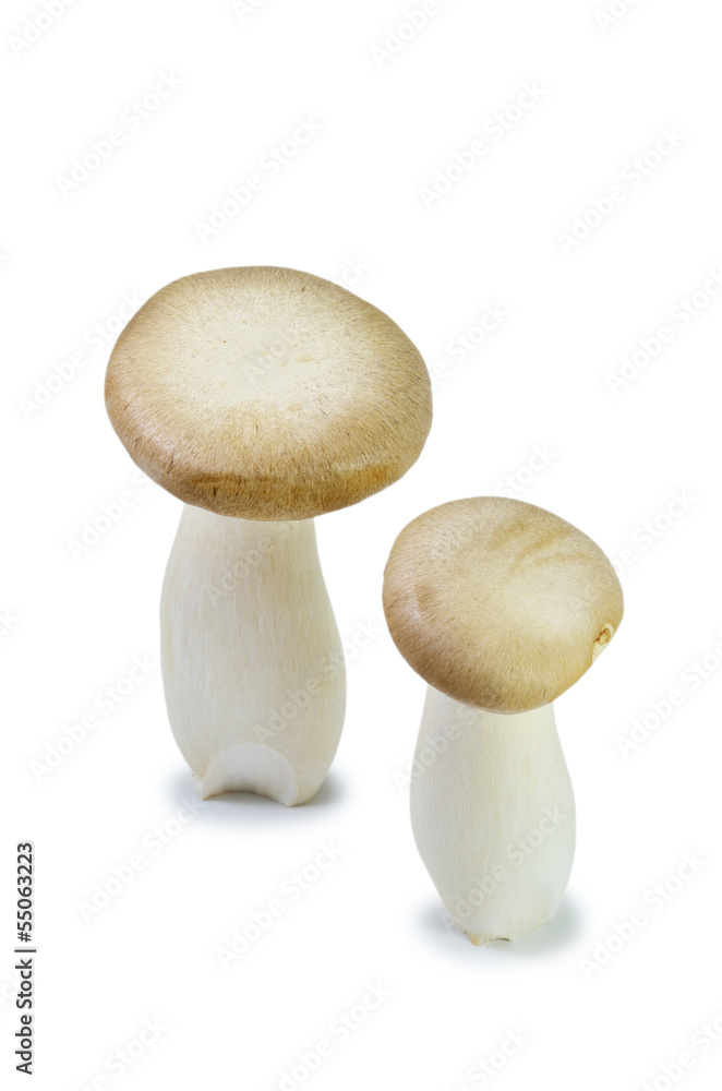 king trumpet mushroom king trumpet mushroom