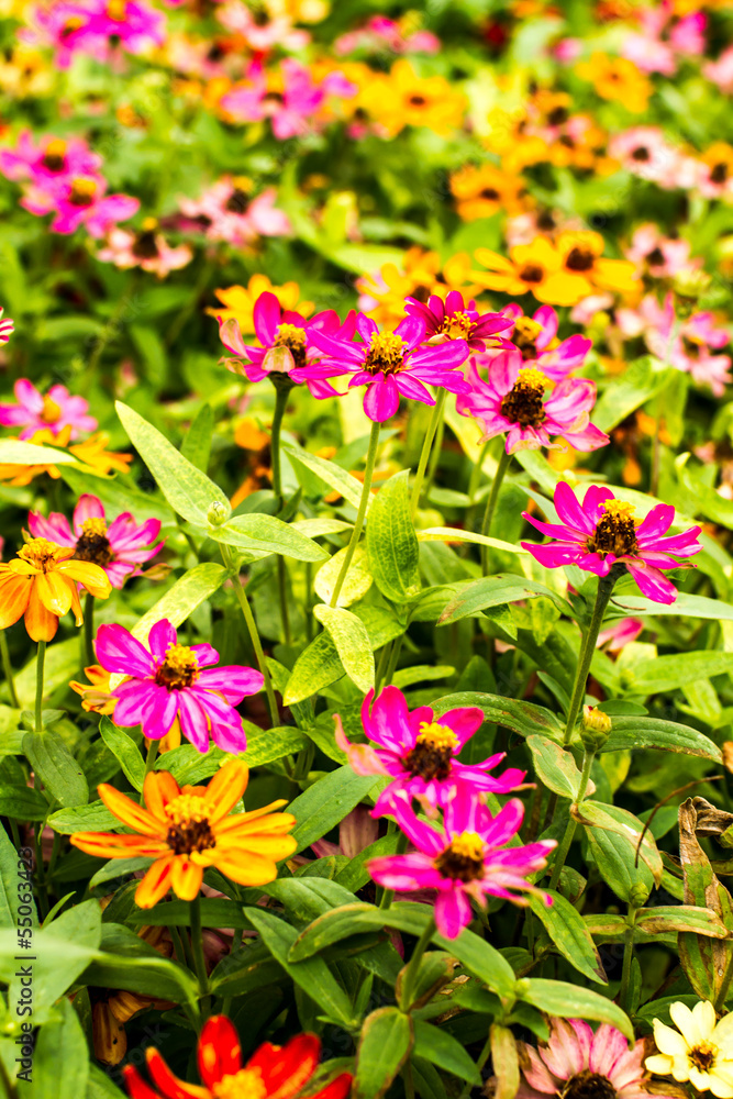 daisy in the royalflora chiangmai Thailand daisy in the royalflora chiangmai Thailand