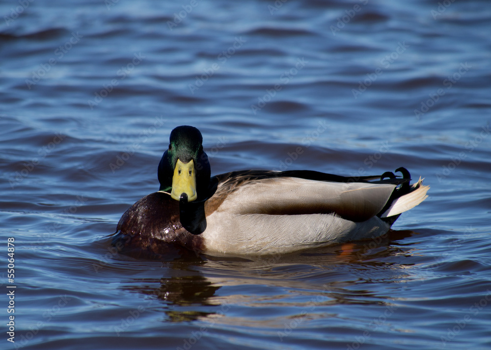 Obraz premium mallard duck on the lake