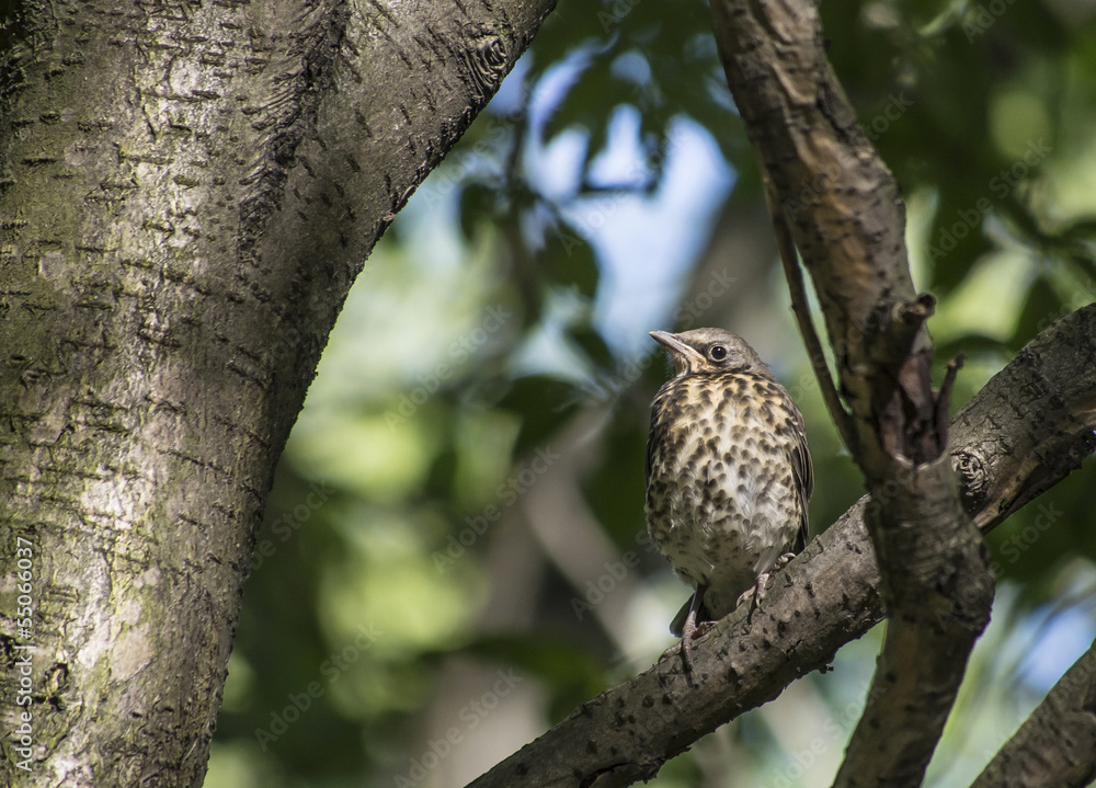 Fototapeta premium blackbird on a tree