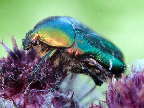 Chafer beetle on a flower