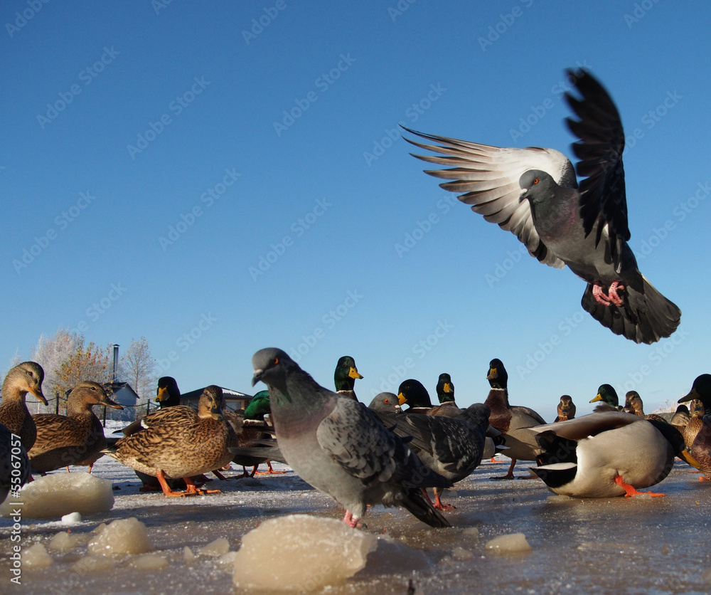 Fototapeta premium pigeons in winter on the lake