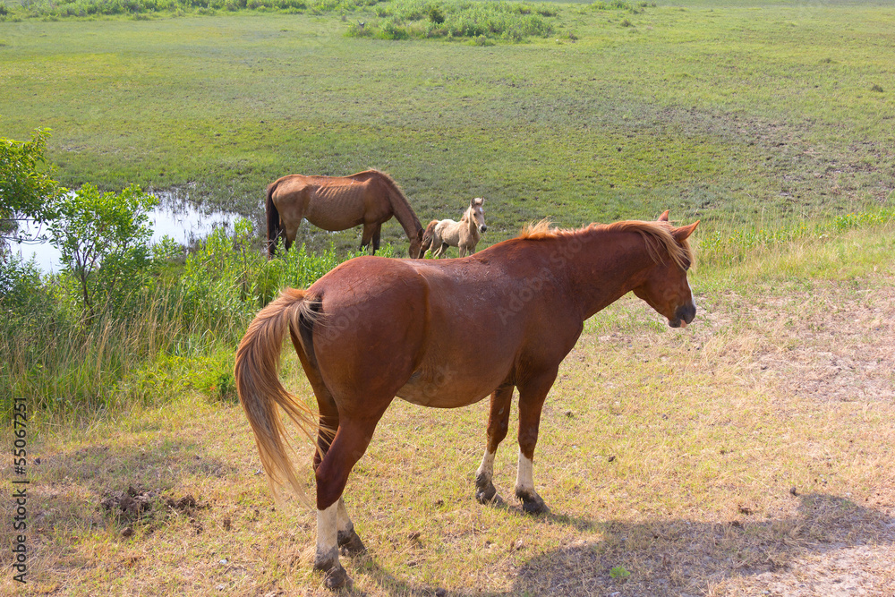 Fototapeta premium Group of wild horses on Assateague Island