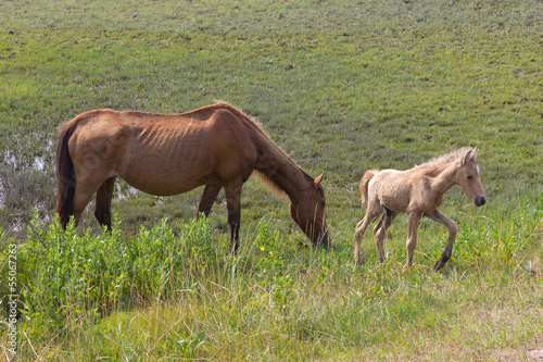 Wild horses grazing on the swamp of the Assateague Island