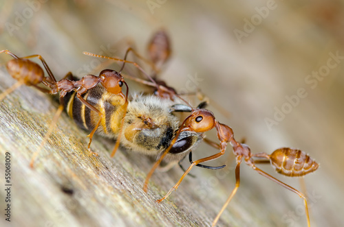 Macro of ant - Cooperate concept © mrfiza