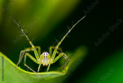 Macro lynx spider on green leaf at night © mrfiza