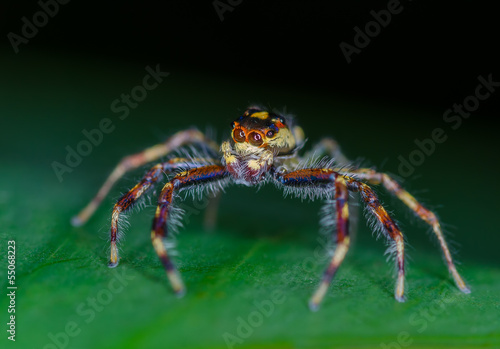Macro of jumping spider