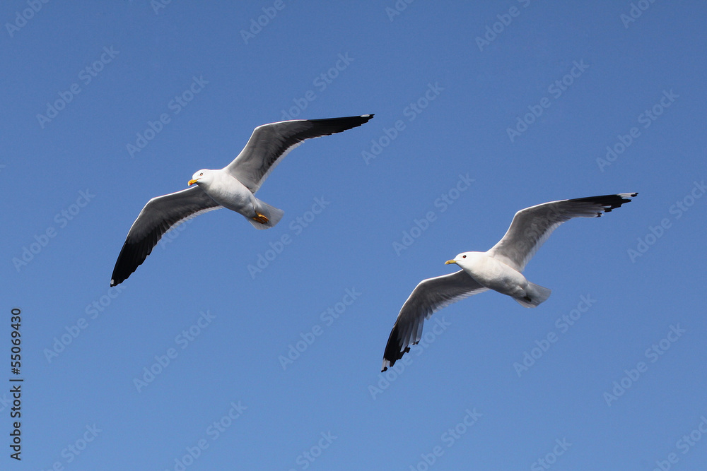 Obraz premium seagulls