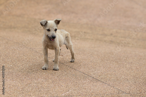 Wallpaper Mural homeless little dog Torontodigital.ca