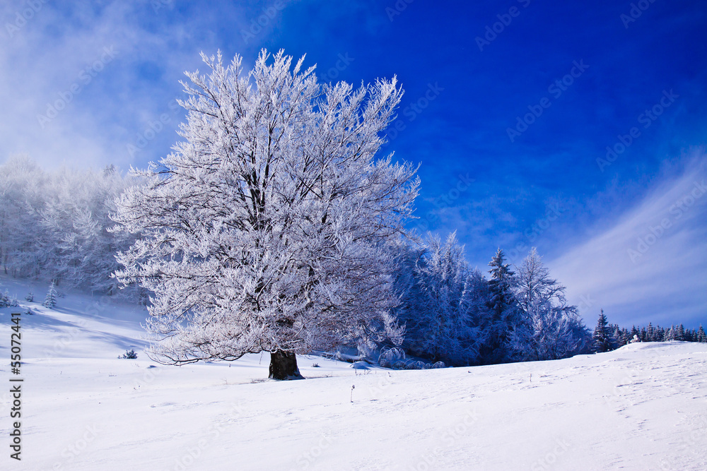 Beautifull winter  landscape with snow covered trees and fog