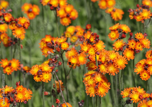A patch of Orange Hawkweed (Hieracium) wild flowers shot in Cambridge, Ontario..