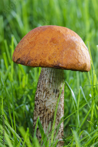 Leccinum mushrooms (aspen mushrooms) in the forest