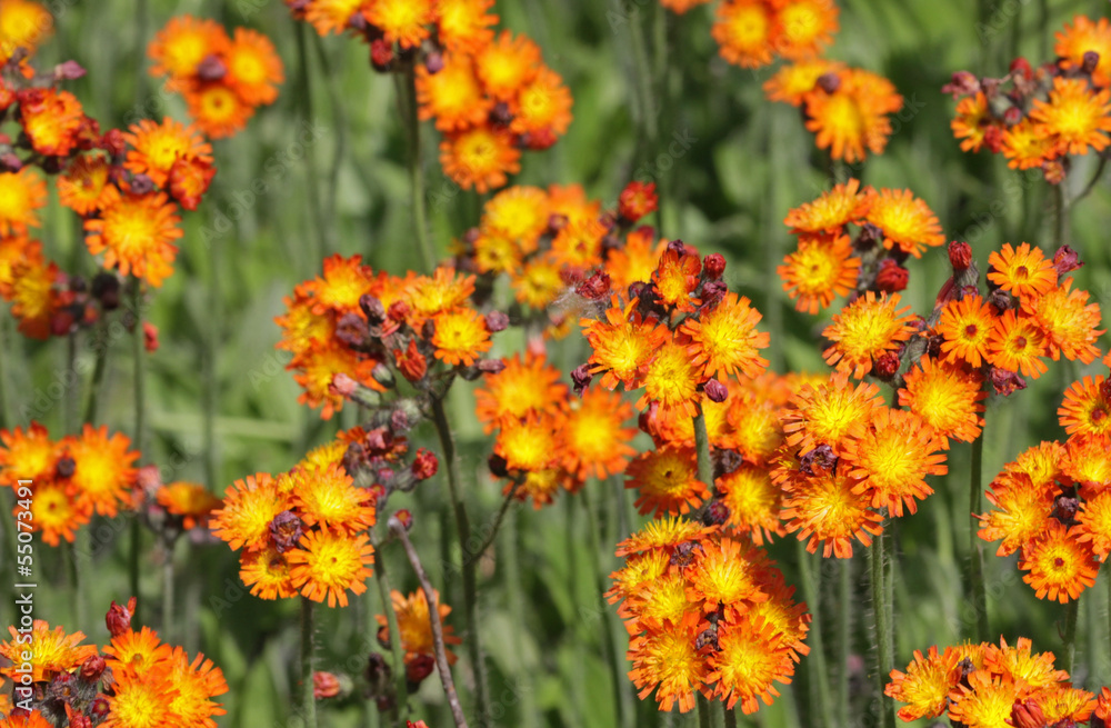 Orange Hawkweed Orange Hawkweed