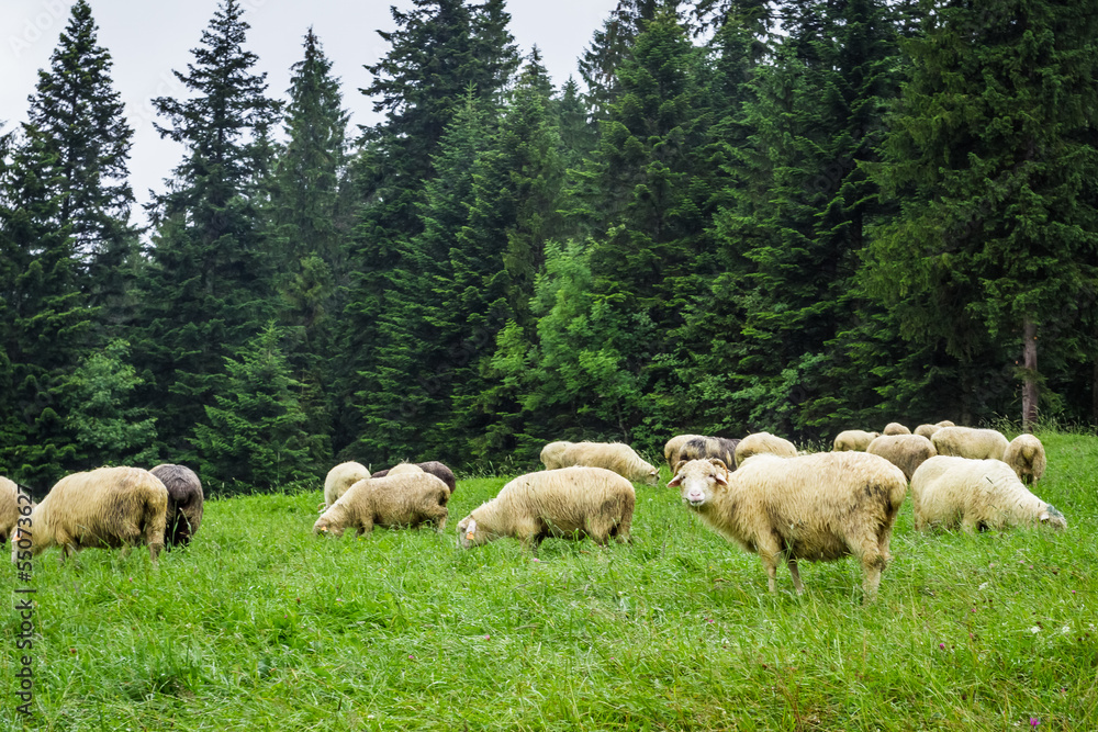 Fototapeta premium Herd of mountain sheep on the hill