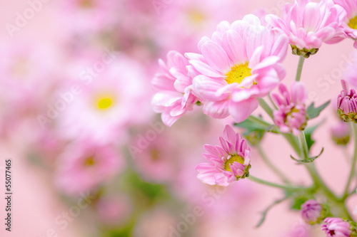 beautiful pink chrysanthemum flower