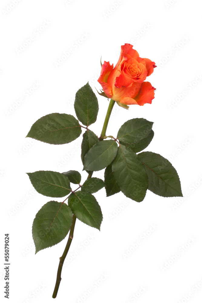Orange rose Orange rose