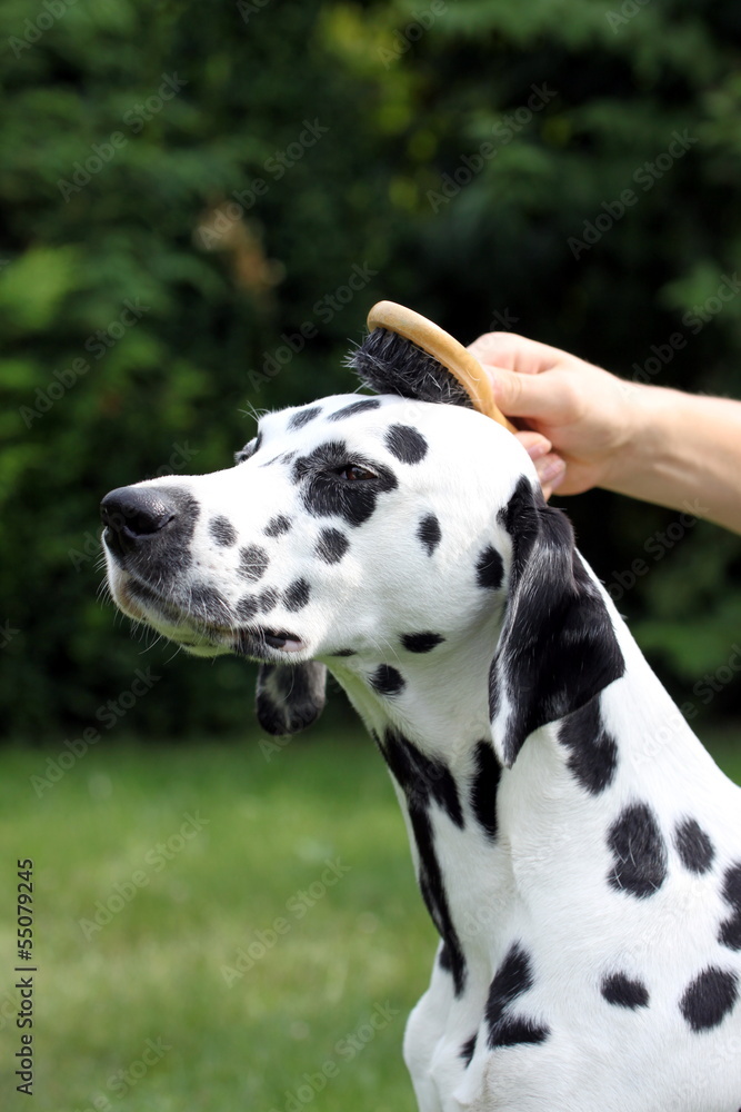 Hund wird mit Bürste am Kopf gestriegelt