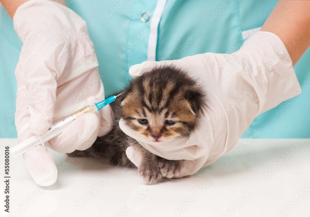 Little kitten Little kitten