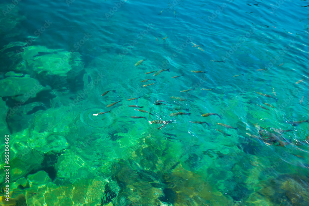 feeding fish feeding fish