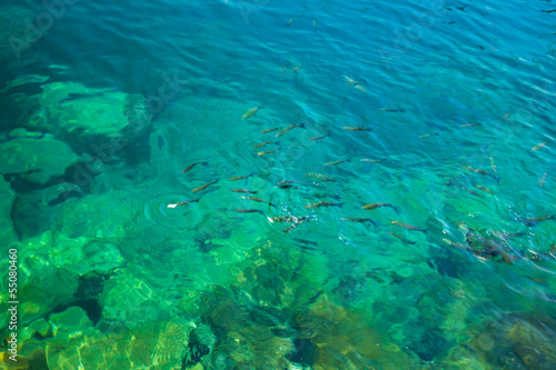 feeding fish photo