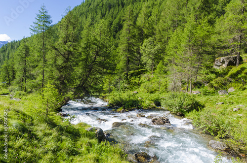 Mountain river in alpine coniferous forest. Italy © rogkoff