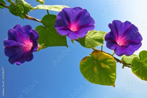 Glowing Morning Glory flowers contrasting with clear blue sky.