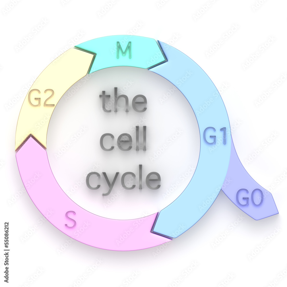 Diagram of the Cell Cycle Stock Illustration | Adobe Stock