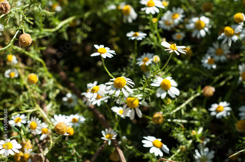 Fresh chamomiles and green grass in the nature