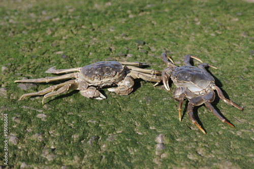 Chinese mitten crab, Eriocheir sinensis