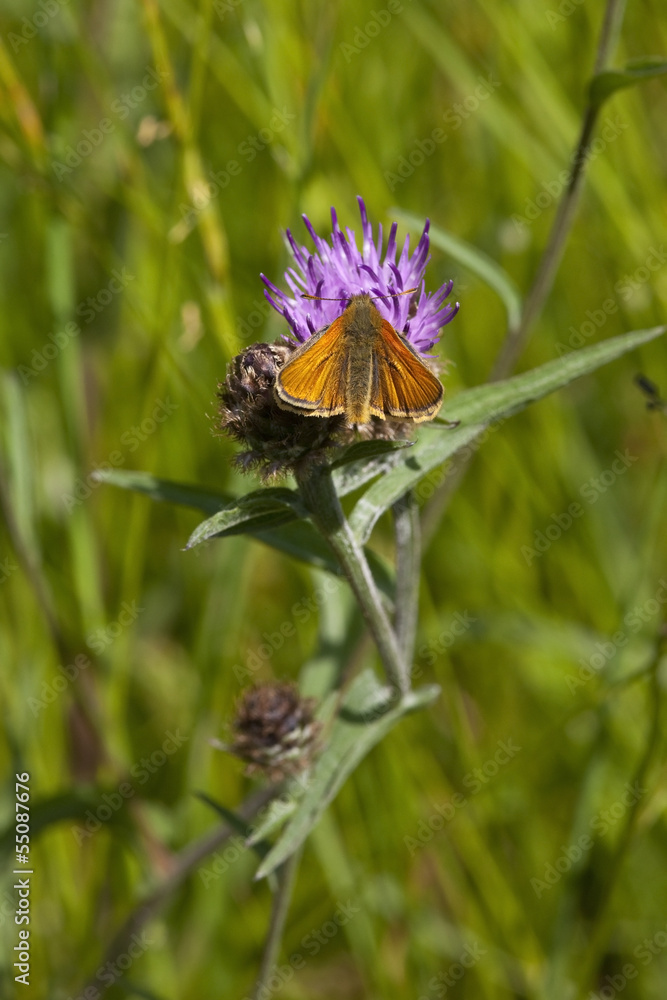 small skipper butterfly small skipper butterfly